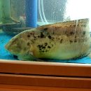 맛있는식당 이미지