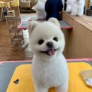 애견1번지 이미지