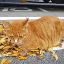 애정그루밍 이미지