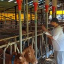 고급육생산목장 이미지