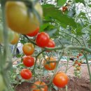 용해농장 이미지