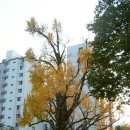 ★ 서울에서 가장 오래되고 아름다운 은행나무를 만나다 ~ 방학동 은행나무 (나무 주변 문화명소들) 이미지