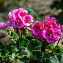 안산식물원 이미지