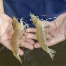 하빈1천 이미지