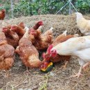 태안농장 이미지