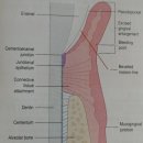 코끼리 동물병원 이미지