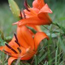 뜨락의아침 이미지