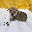 구일 Daum카페
