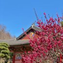 용연지 | 포항 원법사 매화, 벚꽃 개화 상황(3월 3주차) | 실시간 방문 후기와 주차 꿀팁