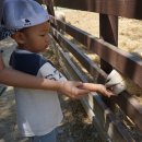 현우목장(2) 이미지