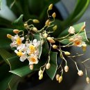 환타지아 이미지