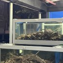 익산대게나라 | 익산 대게나라_ A급 킹크랩 먹고 왔어요 : )