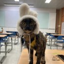 한국펫고등학교 이미지