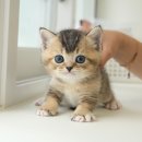 광주강아지분양 고양이분양 미유펫 본점 이미지