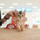 그루밍 플래너 이미지