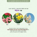 수선화메디칼