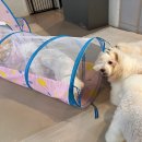 엔젤라독 | 수성구애견미용 편안함과 즐거움을 동시에! 엔젤라독 후기