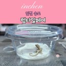 돼지왕국 | 송도 컨벤시아 렙타일페어 겨울왕국 도마뱀 정브로 위치 및 후기