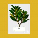 월계수 이미지
