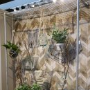 그린인테리어 홈가드닝 | 집 안의 작은 정원! 파리 메종오브제 거실 식물 인테리어 스타일 4가지