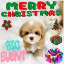 전주강아지분양 미니퍼피 가정견사 직영 | 전주강아지분양, 미니퍼피 가정견사에서 만난 작은 행복^^