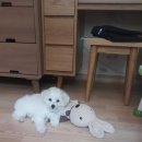 연서동물종합병원 이미지