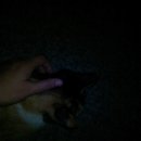 딩동댕동 이미지