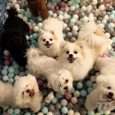 다녀오개 이미지