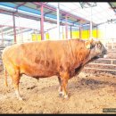 아산칡소영농조합법인 이미지