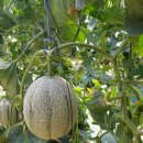 김성곤농장 이미지