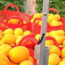 김미자농장 이미지