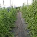 여주-0087 이미지