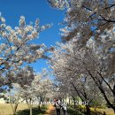 체육공원 관리사무소 | 아산 지산체육공원 벚꽃 후기 숨은 명소 추천, 아산 벚꽃 명소 지산체육공원 산책 코스 충남 벚꽃 추천...