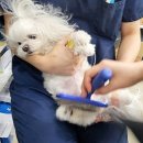 보정동물병원 | 동물병원코디네이터 자격증 취업 면접 시 자주 묻는 질문 공개