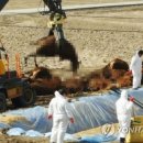 보은메추리농장 이미지