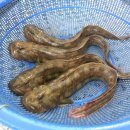 강동횟집 이미지