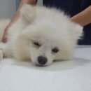 백두동물병원 이미지