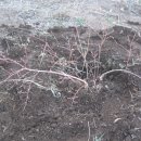 내서읍1171 이미지