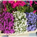 로벨리아(lobelia) 이미지
