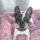 파파퍼피 DOG하우스 이미지