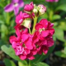 비단향꽃무 이미지