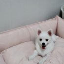 나의신랑은나무꾼