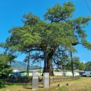 함안 영동리 회화나무 이미지