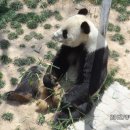 코우 이미지