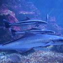 먹거리수산 이미지