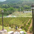 소나무농장 이미지