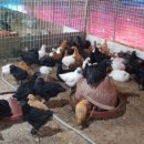 장풍식당 이미지