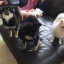 애니몰하우스 이미지