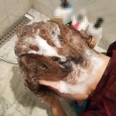 바나다 붙임머리 | [천연샴푸] 저女는 모르는 샴푸_반나다
