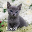 블루켄넬 | 군위 러시안블루 분양 얼굴을 부비면서 애교부리는데